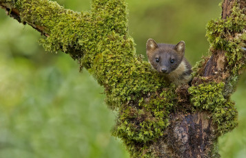 Картинка животные хорьки +куницы +горностаи +ласки +соболи куница деревья мох мордочка зверек