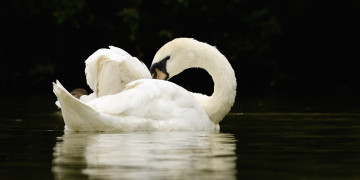 Картинка животные лебеди озеро лето лебедь