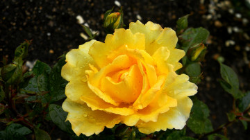 Картинка цветы розы капли бутон