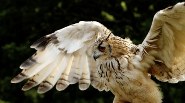 Картинка животные совы филин