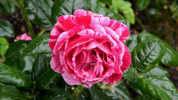 Картинка цветы розы капли бутон