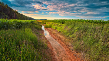 Картинка природа поля вода колея лес поле