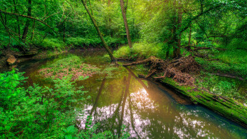 Картинка природа реки озера река лес