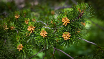 Картинка природа шишки +жёлуди +каштаны хвоя ветка