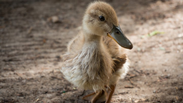 Картинка животные утки утенок