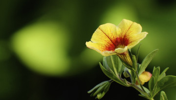 Картинка цветы петунии +калибрахоа петуния макро фон