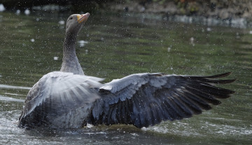 Картинка животные гуси брызги озеро гусь капли