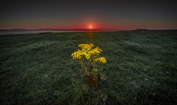 обоя цветы, луговые , полевые,  цветы, луг, закат, куст
