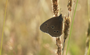 Картинка животные бабочки +мотыльки +моли крылья бабочка макро усики
