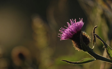 обоя цветы, Чертополох,  репейник, цветок, репейник