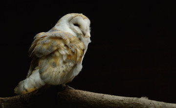 Картинка животные совы сова фон чёрный