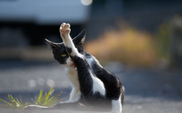 Картинка животные коты кот кошак котяра лапка