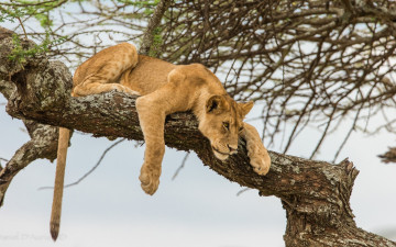 Картинка животные львы любопытство дерево лев львенок