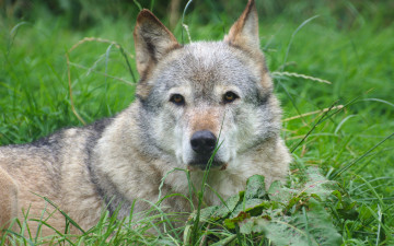 Картинка животные волки +койоты +шакалы волк хищник взгляд фон
