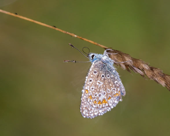 Обои картинки фото животные, бабочки,  мотыльки,  моли, насекомое, утро, зелёный, фон, макро, бабочка, травинка, капли, роса