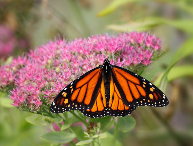 Обои картинки фото животные, бабочки,  мотыльки,  моли, узор, бабочка, цветы