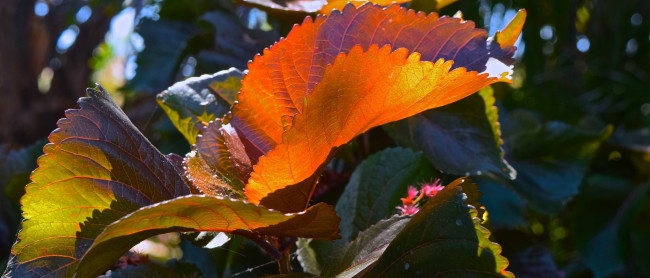 Обои картинки фото природа, листья, осень