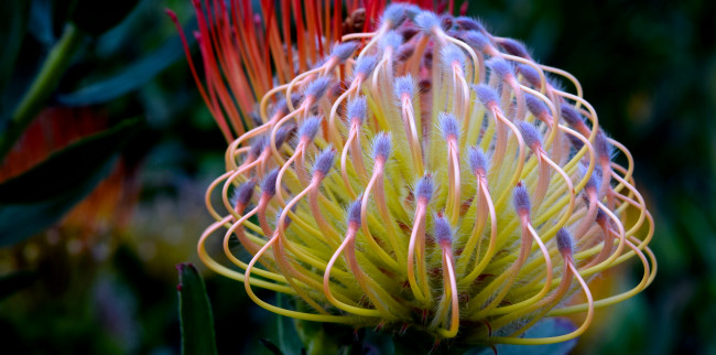 Обои картинки фото цветы, тычинки, макро, цветок