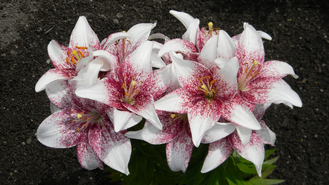 Обои картинки фото lilium crossover, цветы, лилии,  лилейники