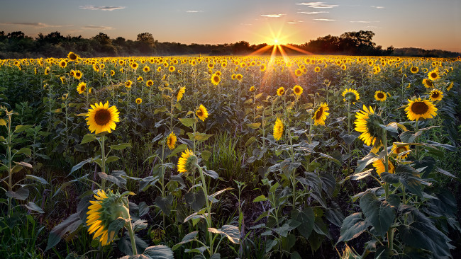 Обои картинки фото природа, восходы, закаты, рассвет, подсолнухи, поле