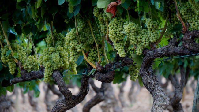 Обои картинки фото природа, Ягоды,  виноград, лоза