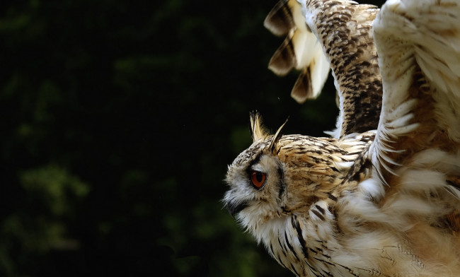 Обои картинки фото животные, совы, сова, чёрный, фон
