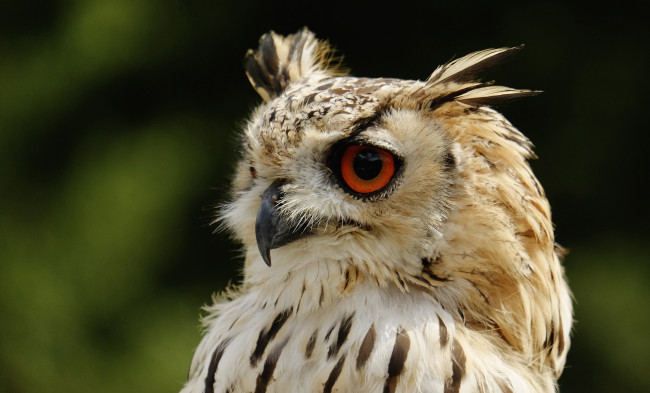 Обои картинки фото животные, совы, филин, взгляд, портрет