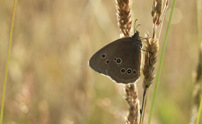 Обои картинки фото животные, бабочки,  мотыльки,  моли, крылья, бабочка, макро, усики