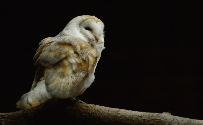 Обои картинки фото животные, совы, сова, фон, чёрный