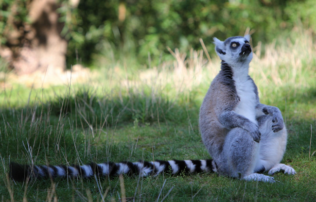Обои картинки фото животные, лемуры, лемур