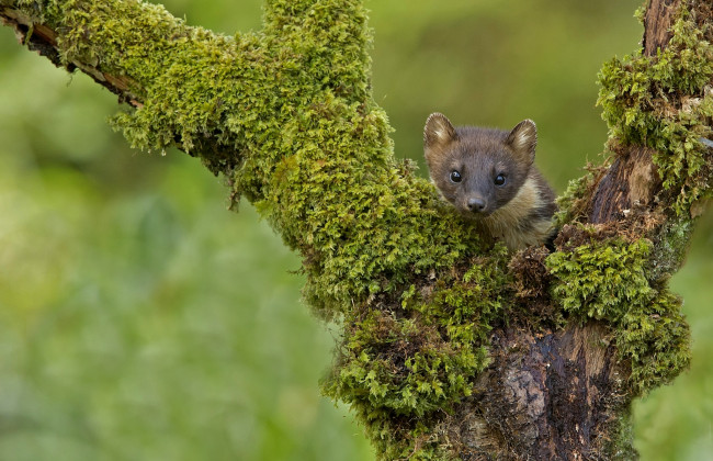 Обои картинки фото животные, хорьки,  куницы,  горностаи,  ласки,  соболи, куница, деревья, мох, мордочка, зверек