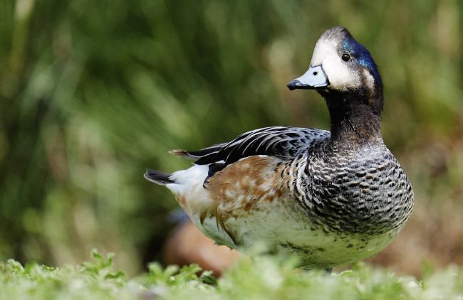 Обои картинки фото животные, утки, утак