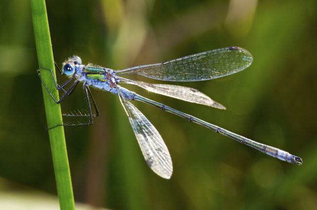 Обои картинки фото животные, стрекозы, стрекоза, травинка