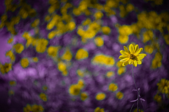 Обои картинки фото цветы, луговые , полевые,  цветы, цветок, фон, макро