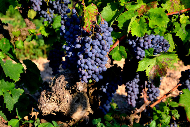 Обои картинки фото природа, Ягоды,  виноград, лоза