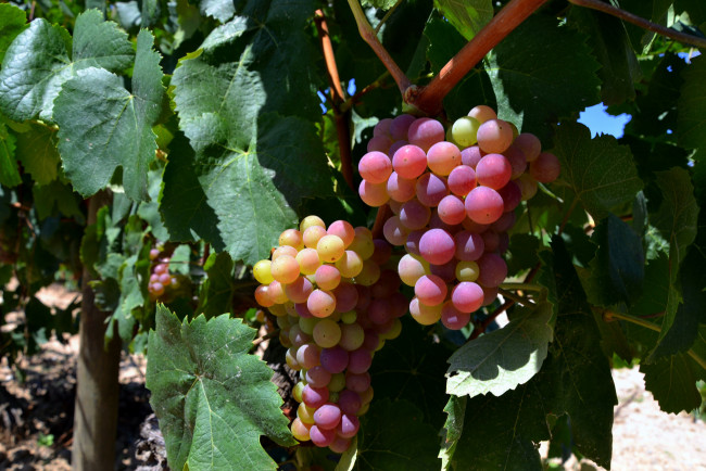 Обои картинки фото природа, Ягоды,  виноград, лоза