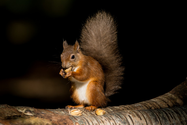 Обои картинки фото животные, белки, белочка