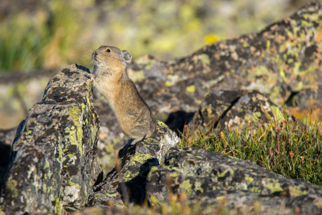 Обои картинки фото животные, крысы,  мыши, полевая, мышь