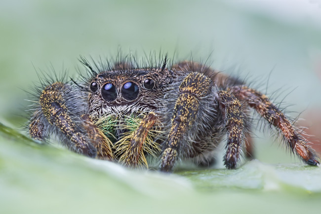 Обои картинки фото животные, пауки, паучок