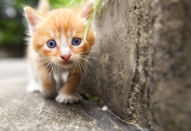 Обои картинки фото животные, коты, взгляд, малыш, мордочка, котёнок