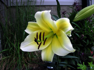 Картинка цветы лилии +лилейники лилия бутон макро