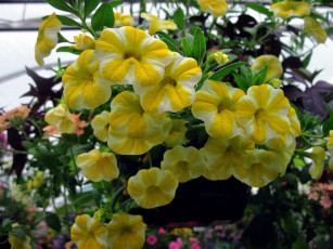 Картинка цветы петунии +калибрахоа калибрахоа