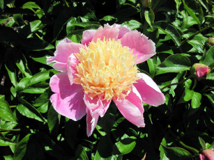 Картинка цветы пионы макро