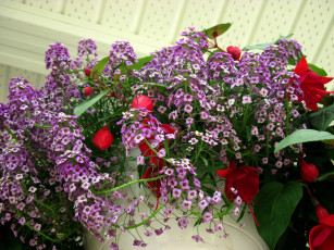 Картинка цветы разные+вместе фуксия композиция