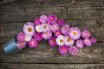 Картинка цветы астры ведро розовый