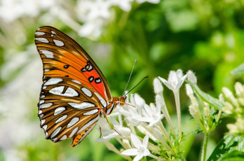 Картинка животные бабочки +мотыльки +моли бабочка