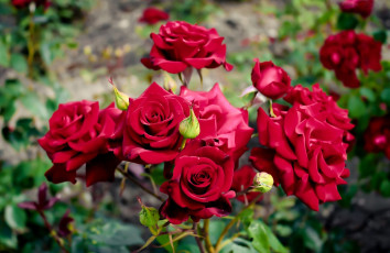 Картинка цветы розы алый