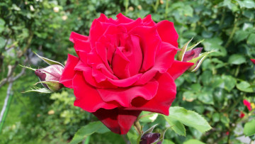 Картинка цветы розы макро