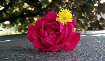 Картинка цветы разные+вместе одуванчик роза