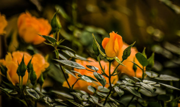 Картинка цветы розы бутон боке